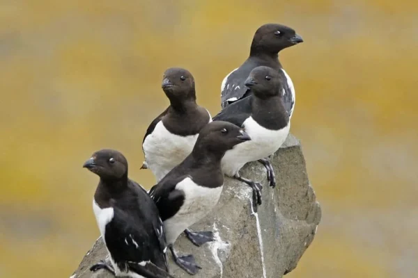 Seabirds of Franz Josef Land