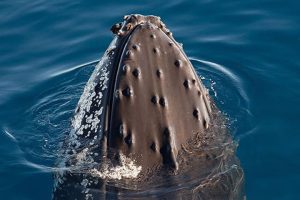 Whales of Franz Josef Land