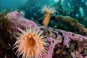 Marine Life Around Franz Josef Land