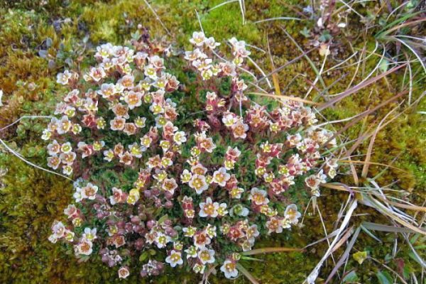 Plants of Franz Josef Land